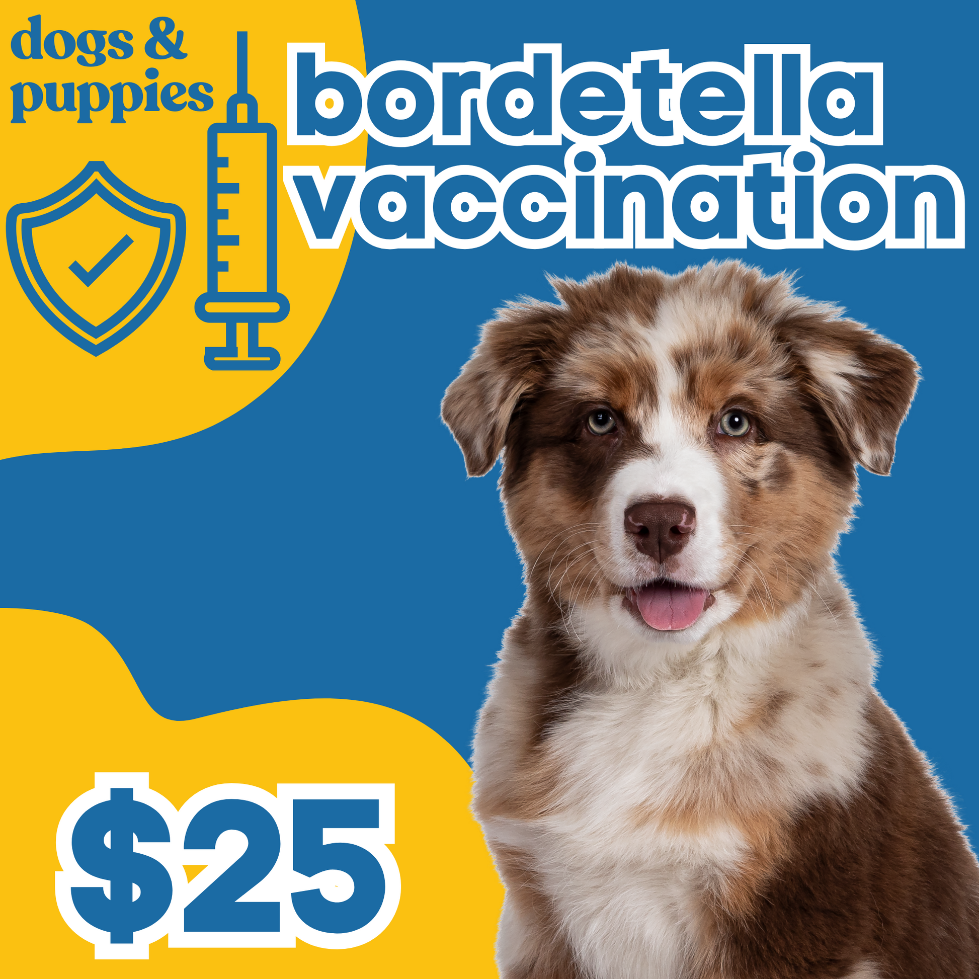 Bordetella vaccine for 2024 sale