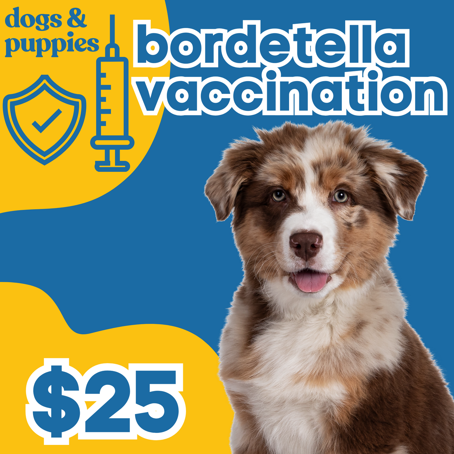 Bordetella (Kennel Cough) Vaccination | Dogs