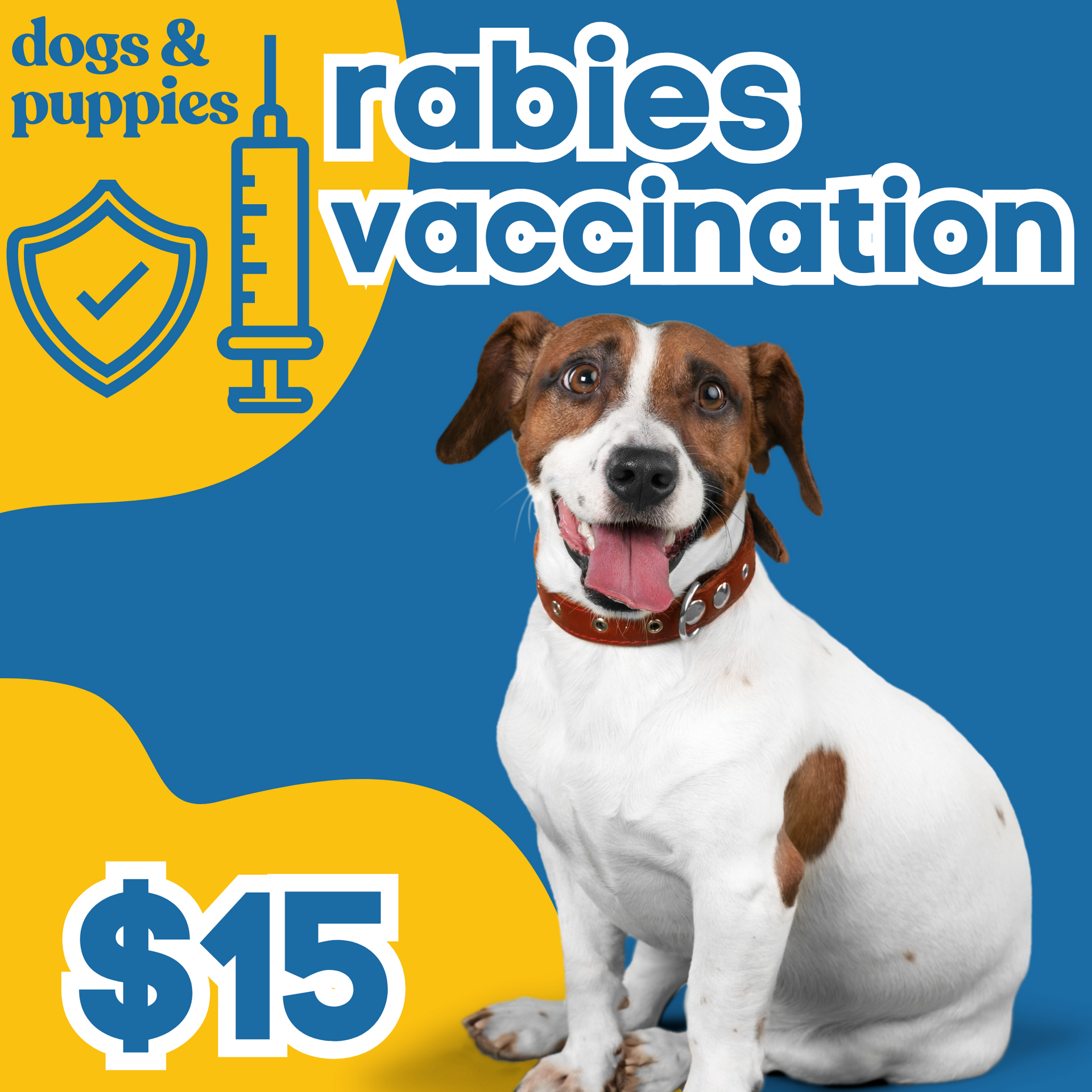 Puppies and rabies 2024 shots