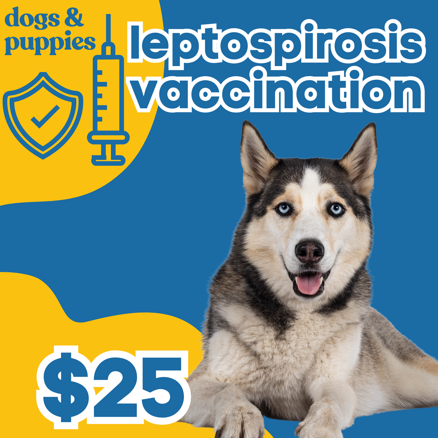 Leptospirosis Vaccination | Dogs