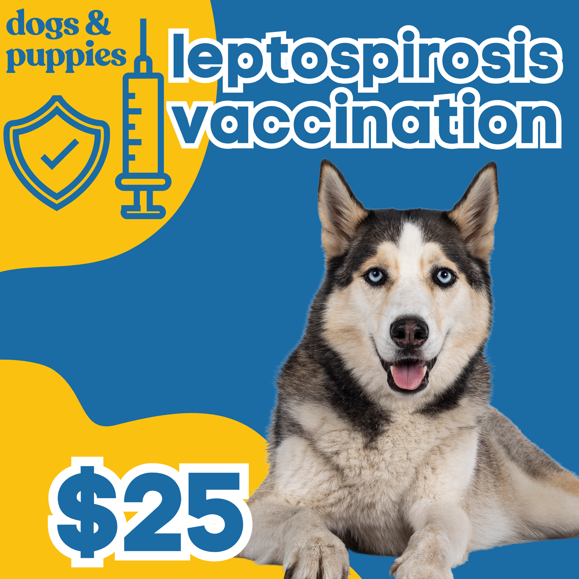 Leptospirosis Vaccination Dogs pop up pet vax