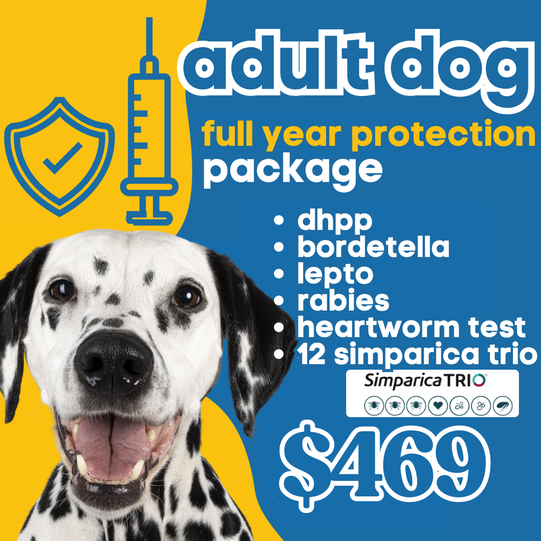 Adult Dog | FULL YEAR Protection Annual Package